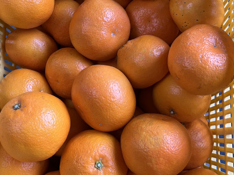 香り弾ける！ジューシー伊予柑 ご家庭用 8kg