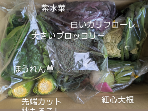 🎃🍁秋の野菜セット🍁🎃