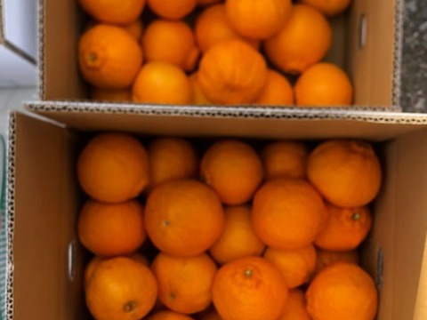 富士山が見える日当たりの畑で育った　不知火（不揃い）8ｋｇ