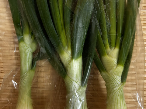 「真冬に届く、春の味」【玉ねぎ】