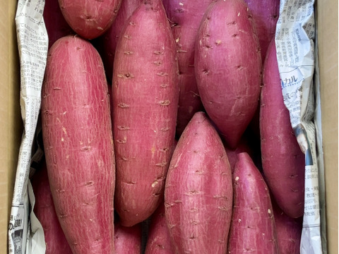 【新芋】スッキリした甘さと滑らかな舌触り「シルクスイート」 5キロ箱