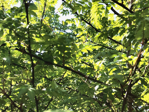 【春の味覚】山椒の新芽 山椒の葉　大容量1000枚以上　自然農法栽培 天ぷら　今年も新芽の季節になりました。香りの良い新芽を，サービスでその日に採れた季節の野菜と共にお入れしてお届け致します