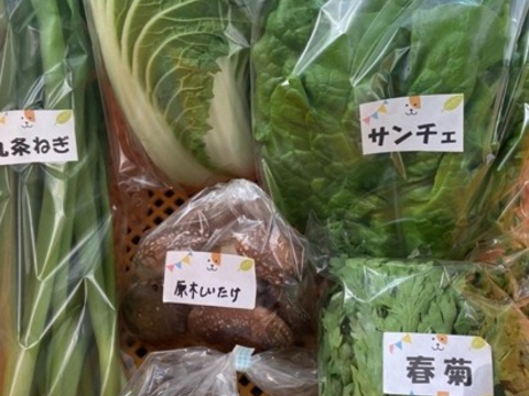 【数量限定☆希少の柑橘セット🎁】甘さいっぱい！お得いっぱい！野菜と果物詰め合わせ箱☆🥗🍠🥦＋和歌山産はるみ付き🍊🍋プチプチ新食感