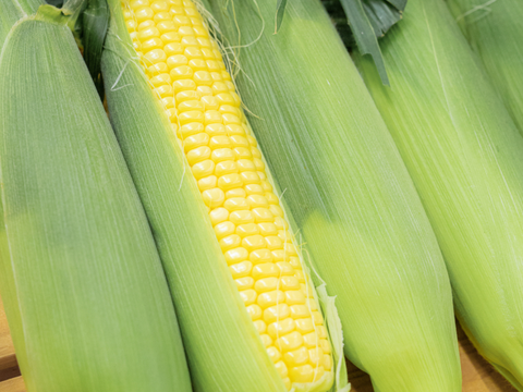 【旬の3種セット】人気とうもろこしをまとめてお届け｜各4本（合計12本）