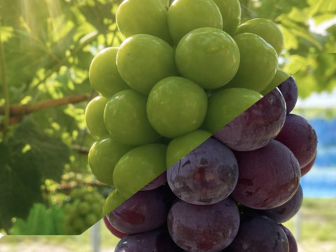 【特秀】岡山ぶどう贅沢セット2房｜シャインマスカット＆ピオーネ1.4kg（700g×2）