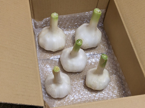 【にんにく】5玉500ｇ ホワイト六片 採りたて新鮮 有機栽培 味が濃い！数量期間限定！