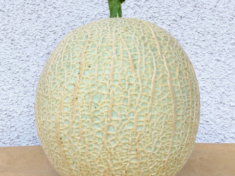 見た目はイマイチ！ご家庭用アールスメロン（1.4㎏以上２玉）