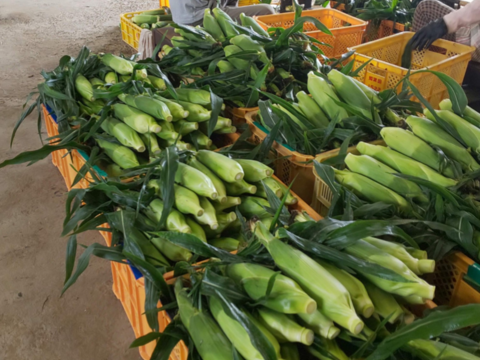 濃厚な甘みの🌽先端カット５本
