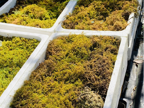 〜優しい空間を〜苔玉チェッカーべリー