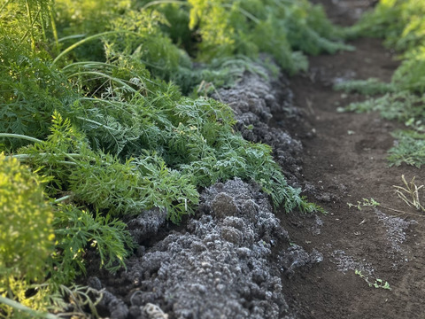 訳あり　北総台地　寒暖差10度以上【農薬・化学肥料不使用】人参ジュースにもおすすめ！10kg