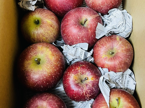 太陽の光を浴びた☆B級品サンふじ☆家庭用企画