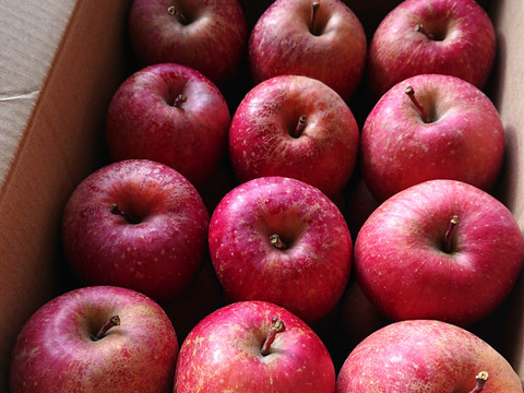 【 🍎軽めのデザートにピッタリ！】 SSサイズのみ サンふじ 訳あり 36個  7㎏ 相当