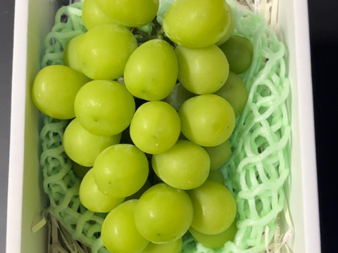 【先行予約】パリッと食感の高糖度タネ無しシャインマスカット！　500g〜600g 1房　/静岡市 Mando Farm 直送　9月中旬〜10月発送