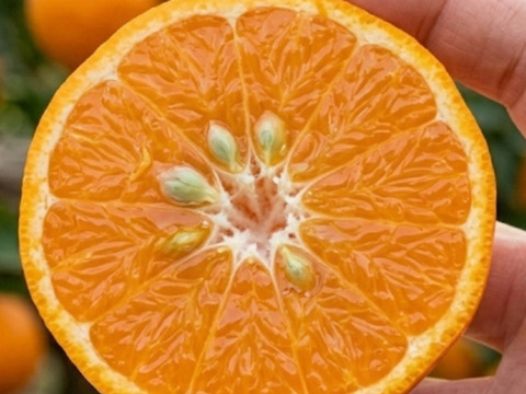 希少価値【3月～】越冬完熟！希少 高しょう系ポンカン