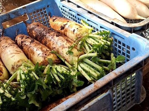 【秋大根 × 6本】　みずみずしく柔らかい　おでん、煮物に最適