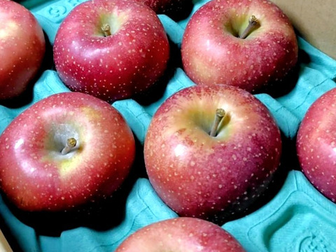 2026年度産予約開始🙇このりんご絶対食べて欲しい‼️甘くて芳醇な香り🍎千雪りんご6キロ