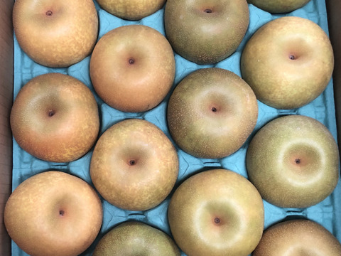 夏の定番🍏　千葉県産【幸水】5㎏　お手頃サイズ『14～20玉入』市川のなし・秀品