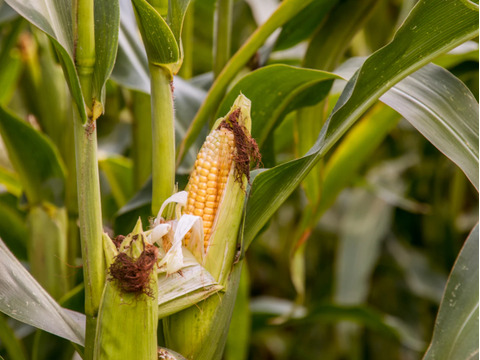 ※次回発送８月頃～『五つ星ホテルでご提供』朝採れ発送！兵庫県香美町産ヤングコーン・ベビーコーン(品種：スーパー黄味ちゃん)！