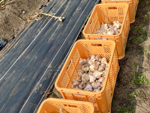 力強い香りと辛味！北海道在来 通称「ピンクにんにく」1kg