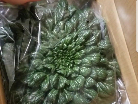 新鮮！旬の野菜セット Sサイズ　5～8品「有機JAS認証」