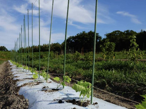 『在来種ゴーヤ自然栽培』【農薬完全不使用 完全無肥料栽培 】！淡路島産〙【1キロ】自然農法