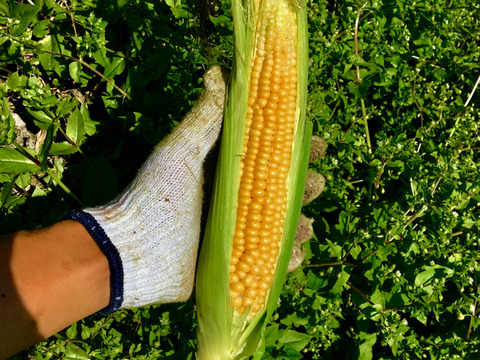 【予約割り中】【彩りセット】旬の野菜で美味しくモリモリ食べて健康に(2〜3人用)8〜10種【食べ比べセット】