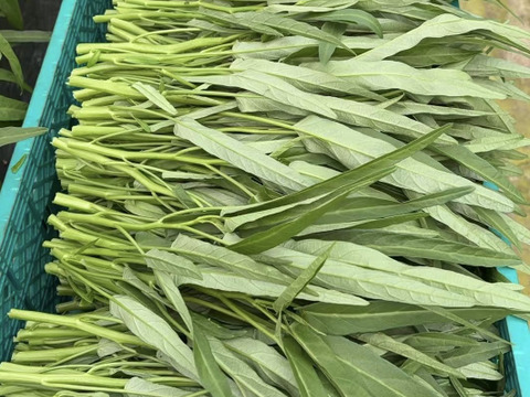 【水耕栽培】夏限定！シャキシャキ空心菜（エンサイ）1kg (250g*4)