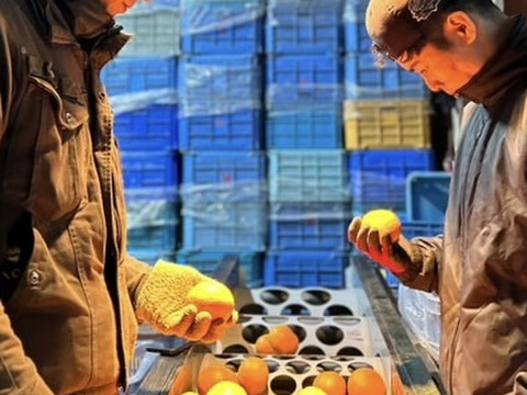 完熟木なり清見オレンジ5kg【訳あり】甘さ濃厚！　農家直送　愛媛県にしうわ