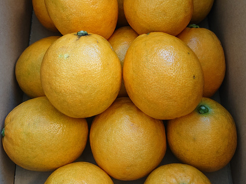 「食べるレモン 」日本平ソーラーレモン®️スイートレモネード 甘くてレモンではない味わいですが、レモンです。【静岡県産】