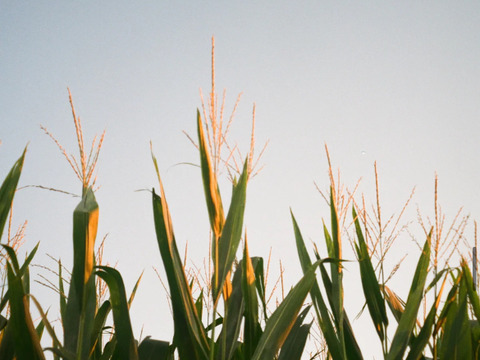【大自然の寒暖差が生む、脅威的なあまさ】とうもろこし２０本（品種:おおもの）