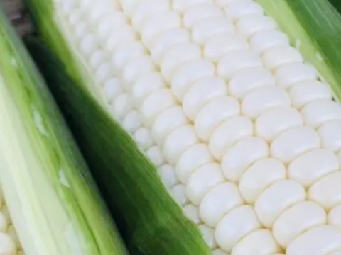 生でも甘い白いスイートコーン6本入り 11月出荷