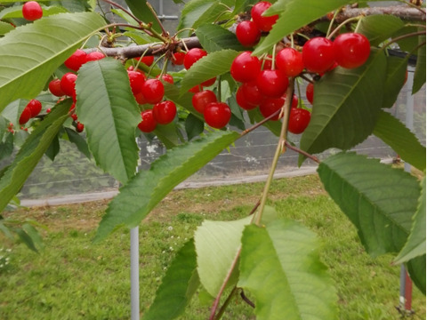 〈日付指定可能〉家庭用　佐藤錦　一キロバラ　6/11着~6/20着　さくらんぼ