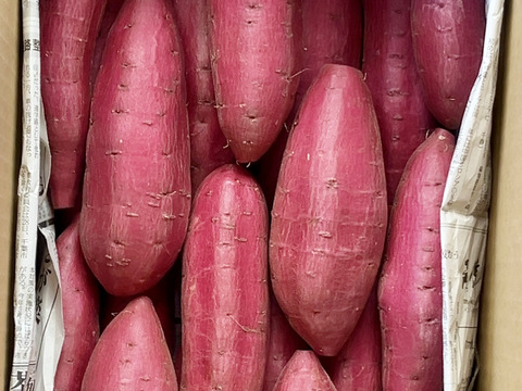 【新芋】スッキリした甘さと滑らかな舌触り「シルクスイート」 5キロ箱