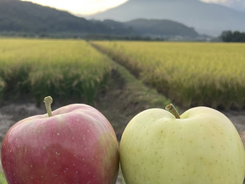 10月上旬発送！[青森の秋をお届け] ひろさきふじ×トキ　3kg りんご食べ比べ