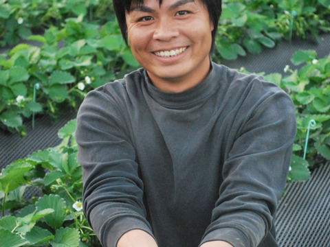 【ご予約商品】【ギフト可】完熟いちご化粧箱入り【24粒～33粒】