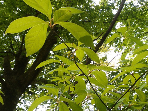 和ハーブくろもじ茶10杯分 ティーバッグ【天然枝100％】煮だしもOK　丁寧な製茶　ノンカフェイン