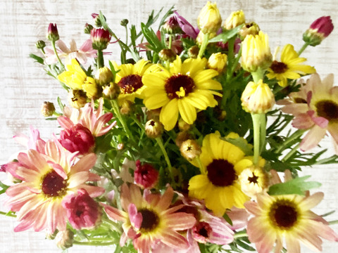 【カラフルなマーガレット20本】癒しと見ているだけで元気が出るハッピーブーケです。マーガレットは見た目が可愛いだけじゃなく、花もちが良いのも魅力。