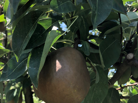 農薬節減!! [特秀]こだわりラフランス 山形県 2kg 6〜8玉 ギフト　メロウリッチ2kg(7〜9個)同梱セット