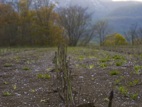 北海道のみずみずしい朝採り有機アスパラガス（１kg）Ｂ品