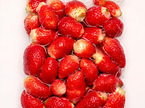 冷凍いちご1kg（500g×2袋）｜ヘタ取り済み・真空冷凍｜宮崎県産やよいひめ｜スムージー・ジャム用（家庭加工向け）