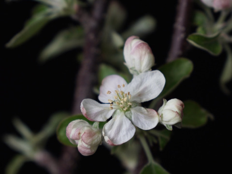 りんごの枝　観賞用　花は届いてから咲きます