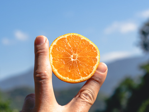 【EHIME UWAJIMA】とろける食感の絶品早生みかん！Aセレクション（家庭用）10kgBOX（正味9.5kg）