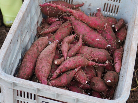 【SS~Sサイズ】ころころの紅あずま３ｋｇ(土付き：箱入)　熟成期間１ヶ月超！　さつまいも！