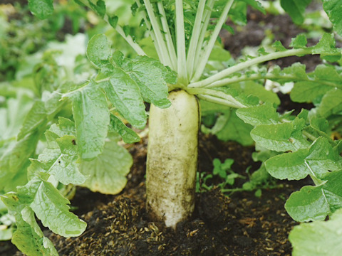 【高原大根】　≪神鍋高原、寒暖差のある地域で育まれた水分・甘みたっぷりの大根≫　兵庫県但馬産「高原大根」（２本）