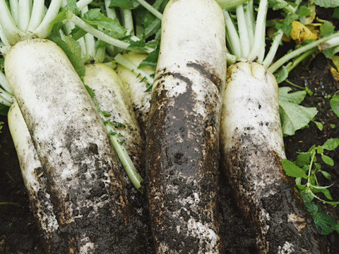 【高原大根】　≪神鍋高原、寒暖差のある地域で育まれた水分・甘みたっぷりの大根≫（３本）