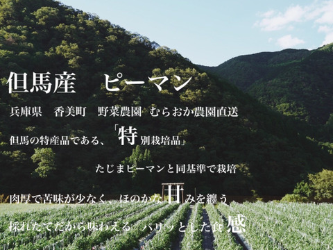 【１人１回だけの特別品】ピーマンとじゃがいも(きたあかり)セット！
【父の日ギフト】
