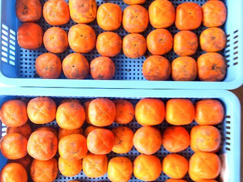 とろける甘さ！完熟柿《農薬不使用》(訳あり・5kg)