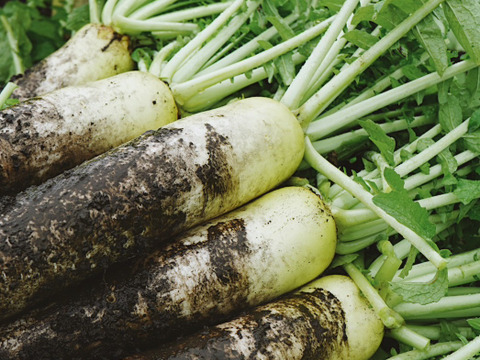 【高原大根】　≪神鍋高原、寒暖差のある地域で育まれた水分・甘みたっぷりの大根≫　（４本）