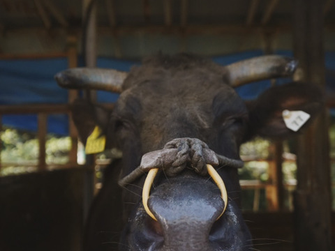 兵庫県産黒毛和牛（経産牛）「牛レバー（焼肉用）200g/パック×３」