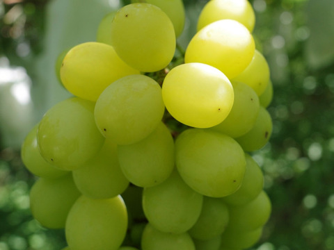 ハリ艶！シャインマスカット2kg【長野産】【9月中旬頃〜順に発送】